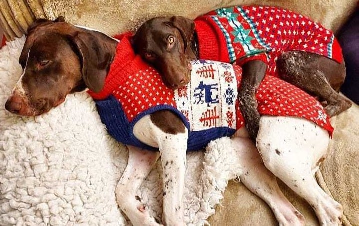 A GSP puppy cuddling a GSP dog, both wearing Christmas sweater