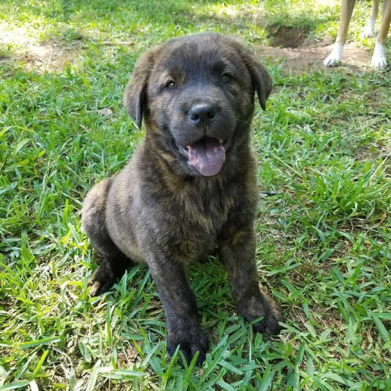 A huggable Great Chowdane puppy sitting on the grass