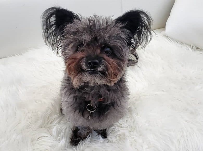 A cuddly Pom-A-Nauze on a fur rug