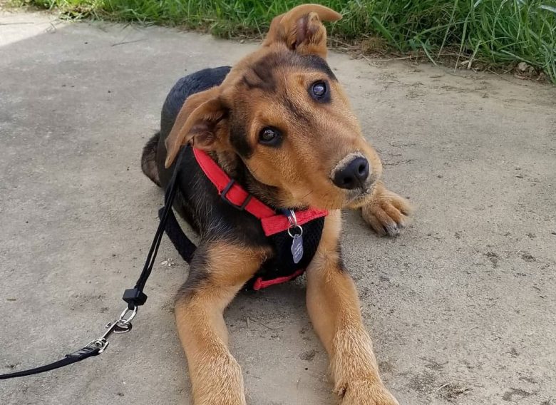 Curious Airedale Terrier German Shepherd mix dog portrait