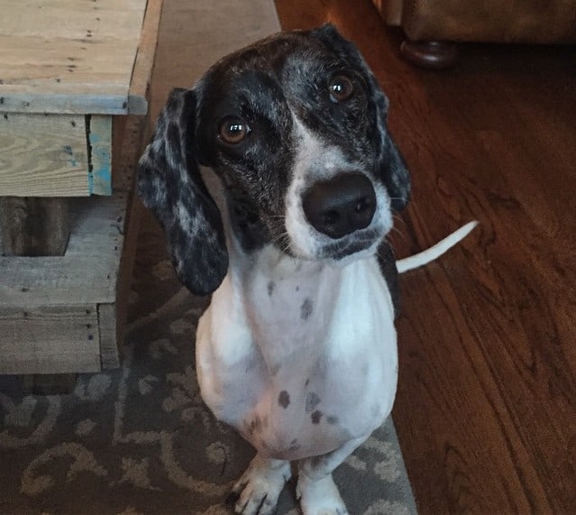 A Dalmachshund tilting its head while sitting on a rug