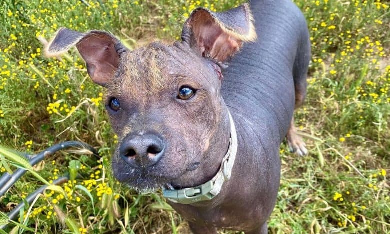 A Xoloitzcuintle standing on the grass looking up