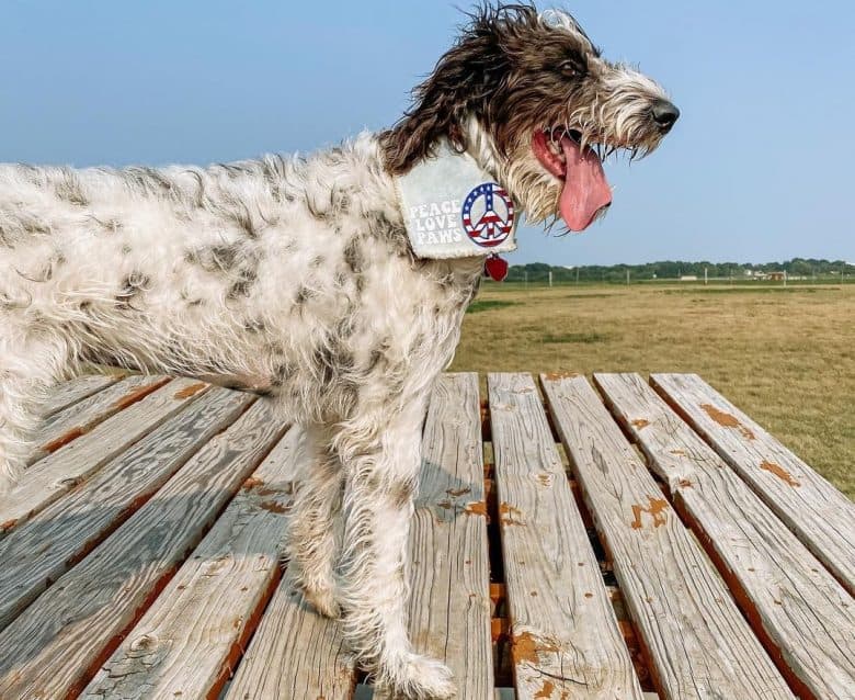 A Dalmapoo standing on a wooden plank and wearing a peace scarf