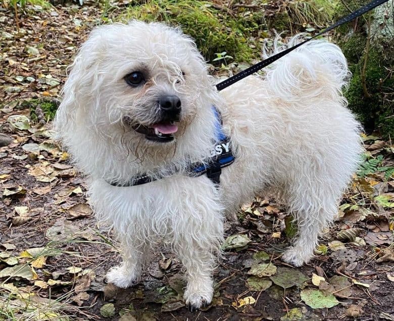 A white flufy Pushon dog standing outdoors