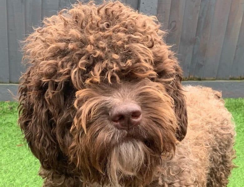 An adorable brown Spanish Waterdog