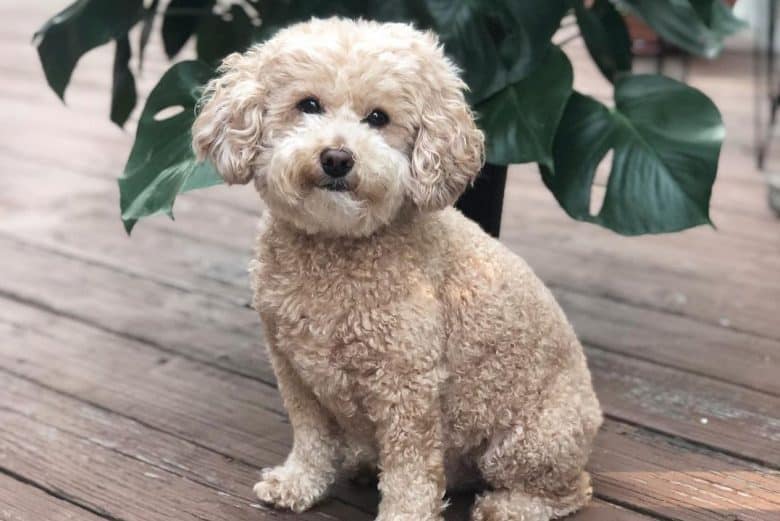A charismatic Toy Poodle sitting on a wooden floor 