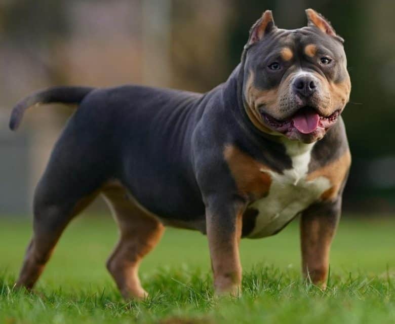 a lovable American Bully standing on the grass