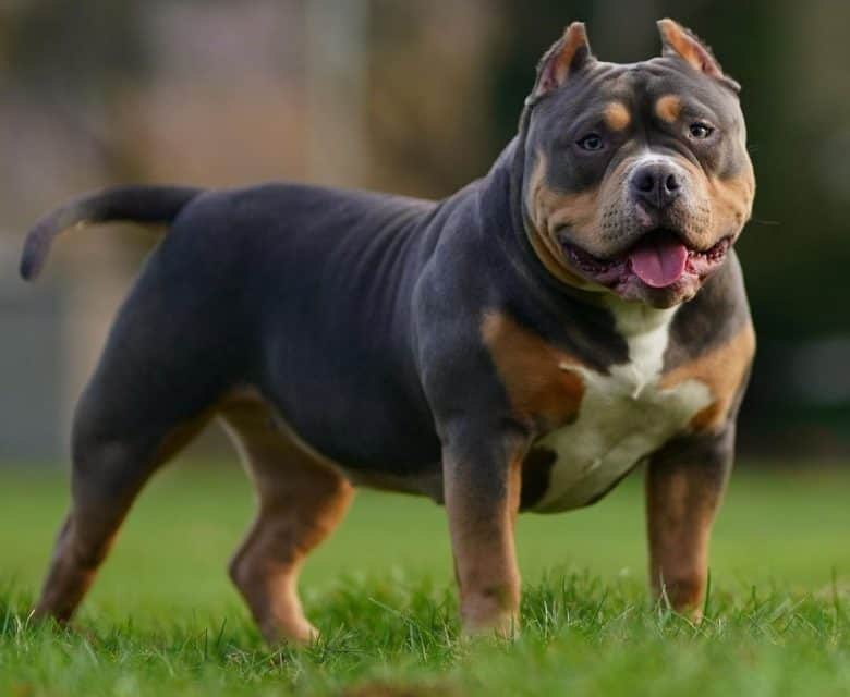 Good food for american bully best sale