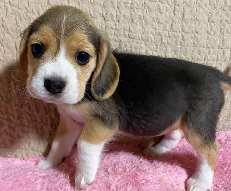 A charming Beagle puppy standing