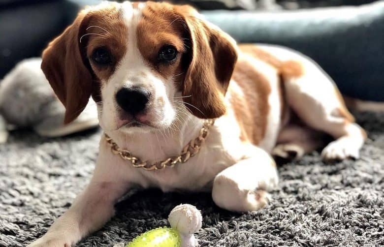 A Beaglier wearing gold chain collar