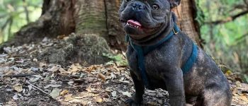 a Blue French Bulldog sitting happily on a forest