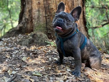 a Blue French Bulldog sitting happily on a forest