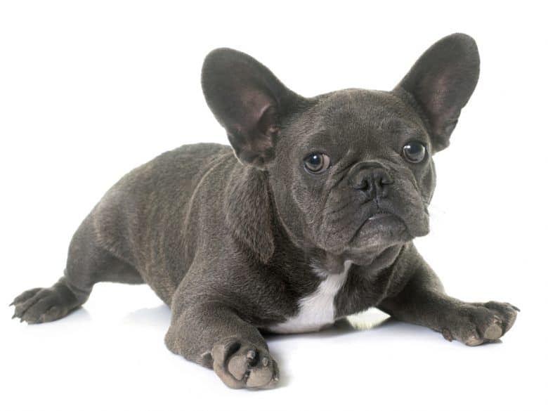 A Blue French Bulldog puppy portrait