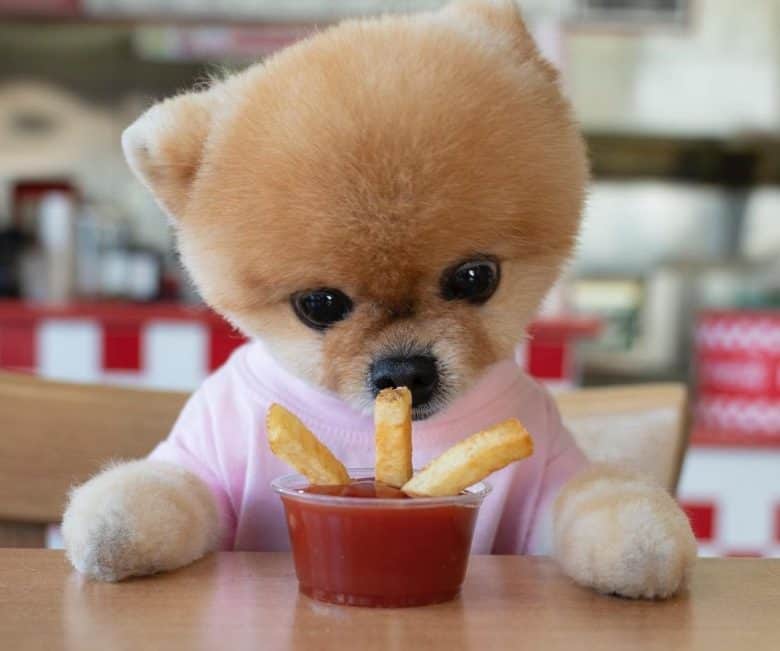An adorable Brown Pomeranian looking at fries dipped in ketchup