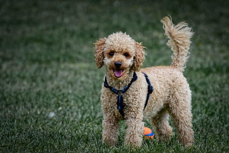 a charming brown Poodle standing on the grass