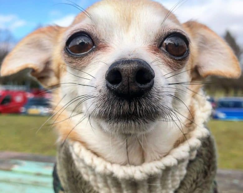 A dashing Chihuahua wearing a snood