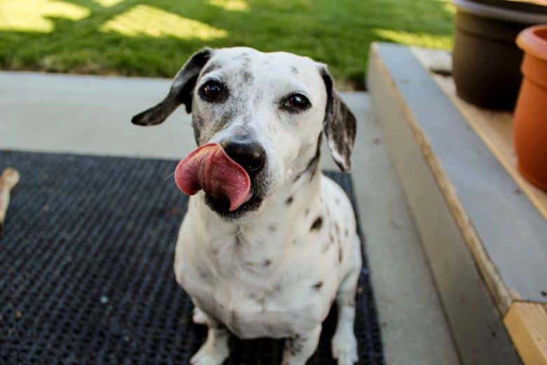 A cute Chimacion licking its face and sitting down