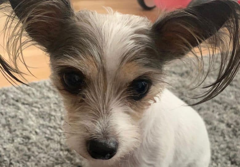 Jack russell in best sale chinese