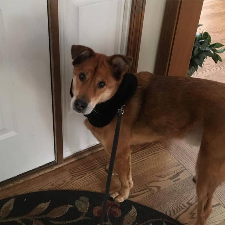 A fluffy Chowmaraner on leash