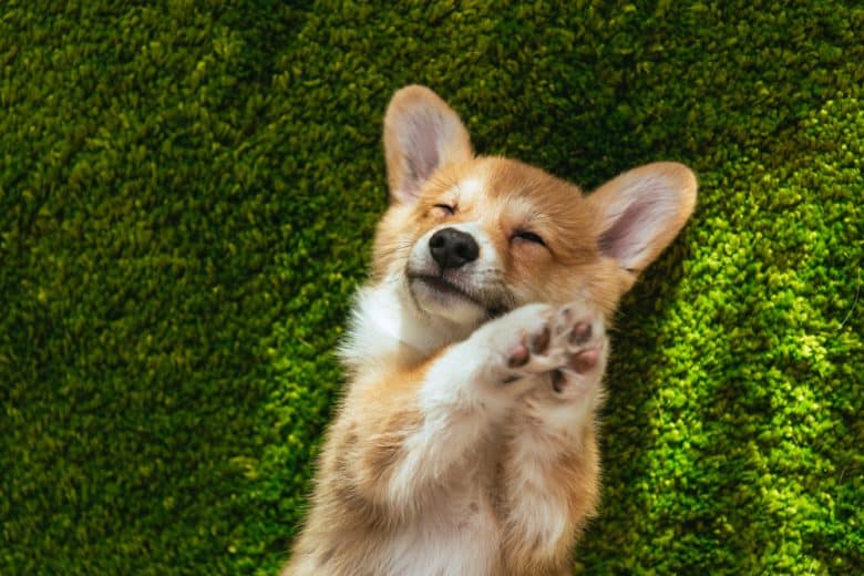 An appealing Corgi laying on grass and closing eyes