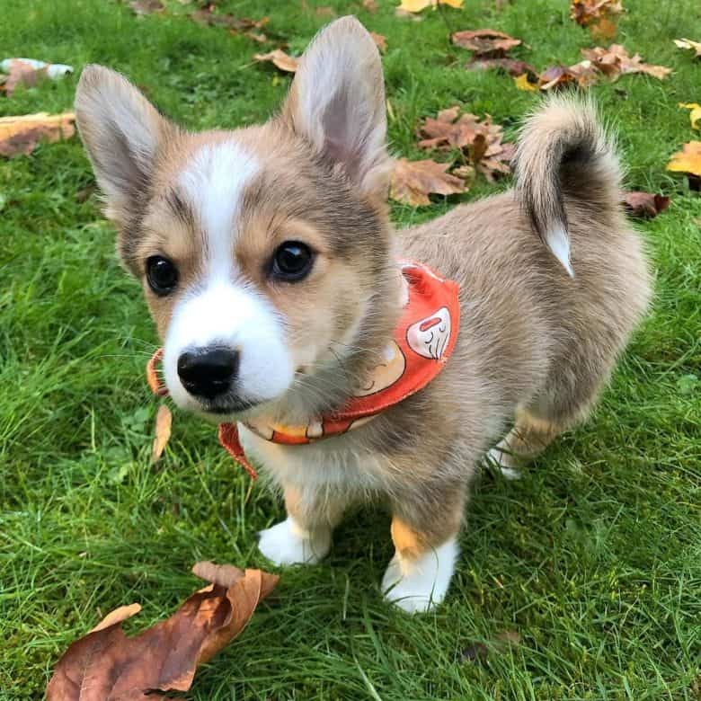 An adorable Corgiranian standing on the grass
