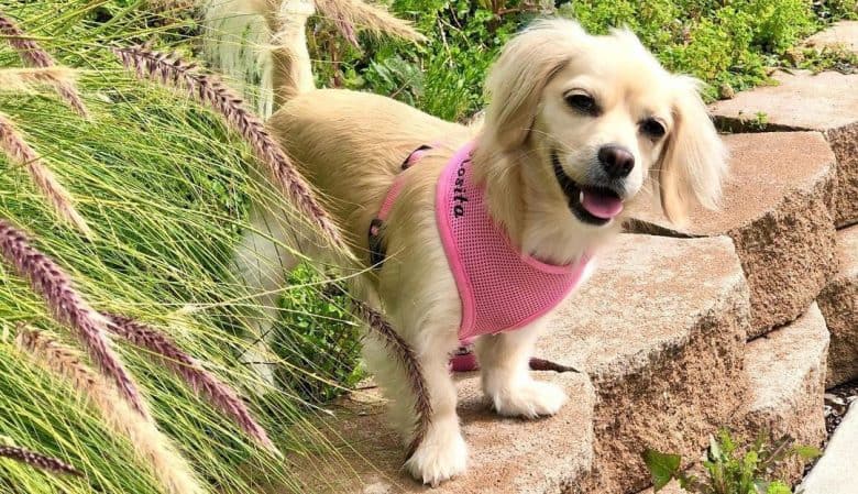 Cute Dachshund and Maltese mix dog with pink outfit