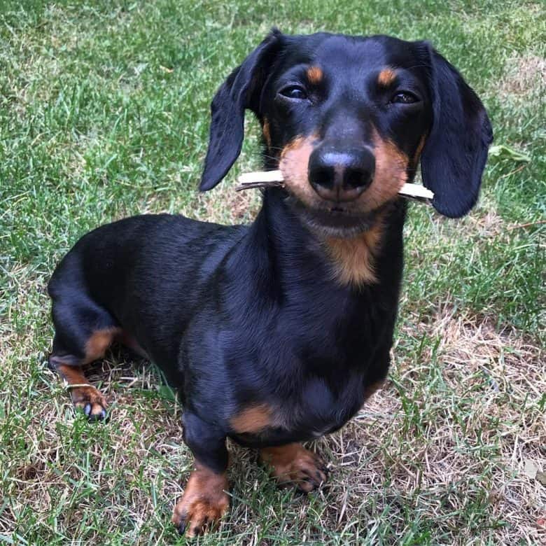 A cute Dachshund puppy sitting on the grass
