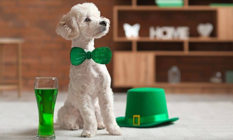 Cute white dog celebrating St. Patrick's day