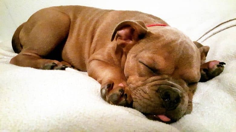 A lovable English Bulldog Pitbull mix puppy sleeping