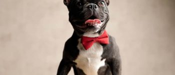 a French Bulldog wearing a red bow tie smiling