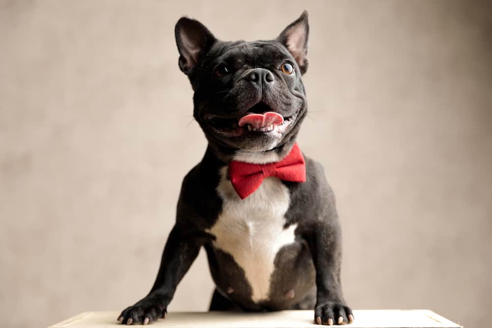 What are the Best French Bulldog Names For Your Frenchie Pup? K9 