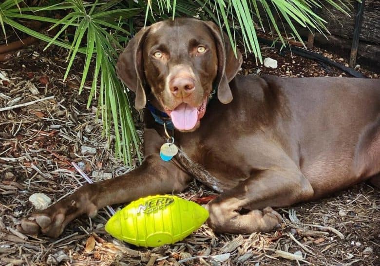 A brown German Shorthaired Weimaraner with a yellow toy