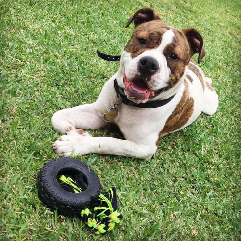 A smiling Pitbull English Bulldog mix puppy laying on grass