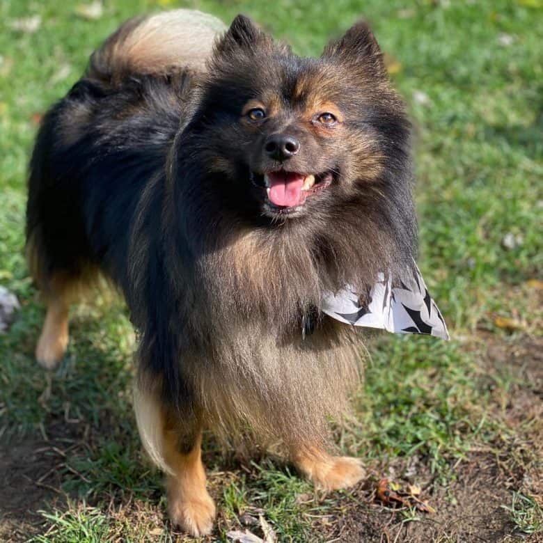 A fresh Pom Kee on a grass field wearing a bandana