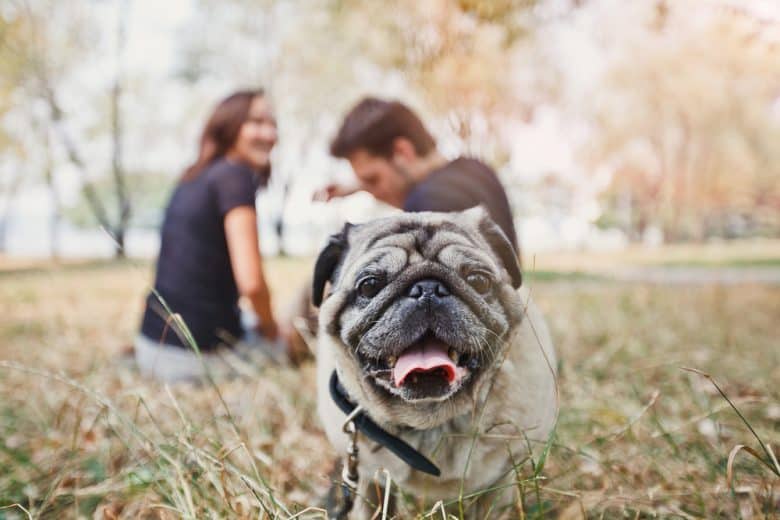 Ein Mops in einem Park, der direkt in die Kamera schaut