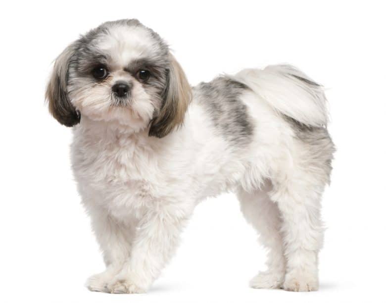 A portrait of a Shih Tzu puppy standing