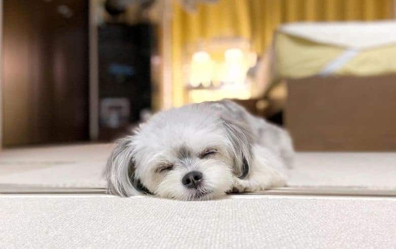 Cute sleeping Maltese Chihuahua mix pup