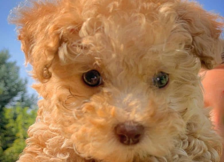 An adorable Teacup Goldendoodle puppy