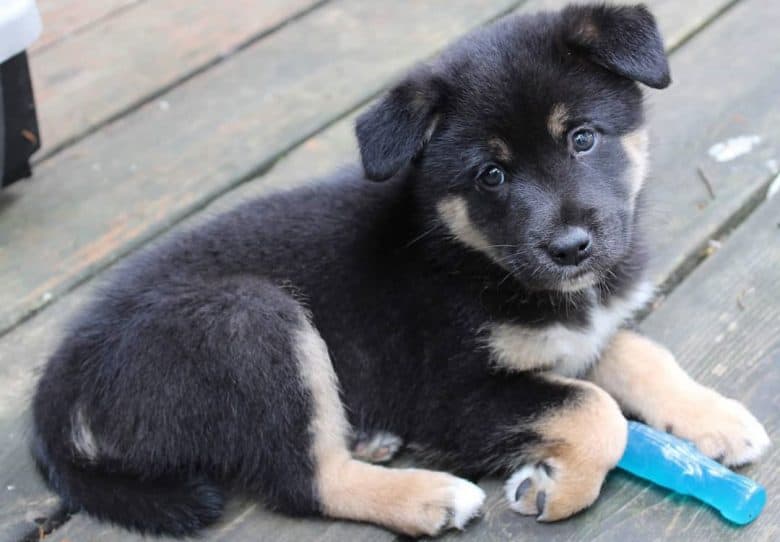 Cute Shiba Inu Australian Shepherd mix dog puppy
