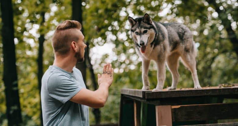 Cynologist gesturing command to Husky dog