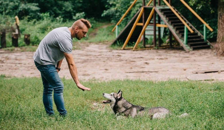 Cynologist training the Husky dog to lay down with just a hand gesture