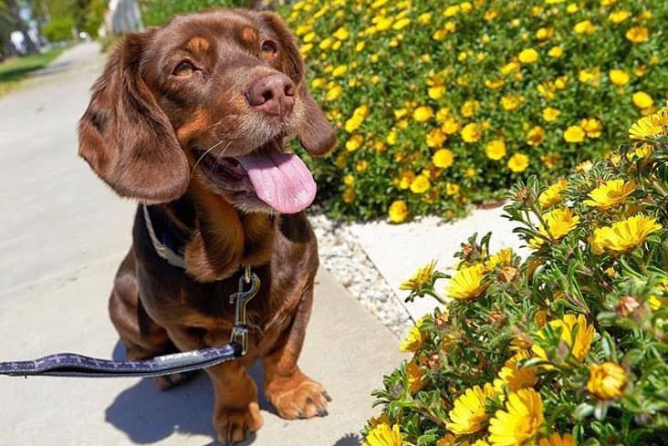 Dachshund and Basset Hound mix dog posing with the beautiful flowers