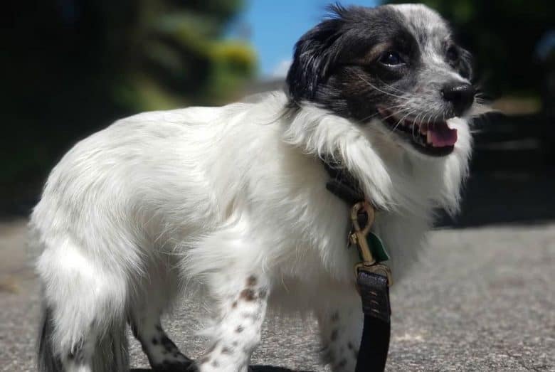 Dachshund and Border Collie mix dog posing under the sun