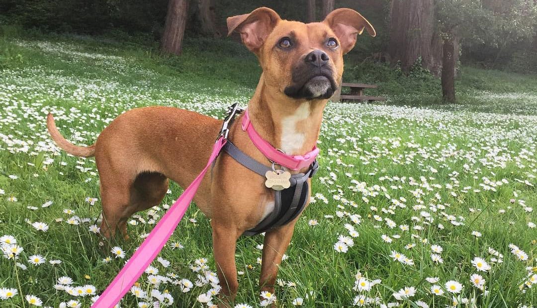 30 Popular Dachshund Mixes Which One is Right for You? K9 