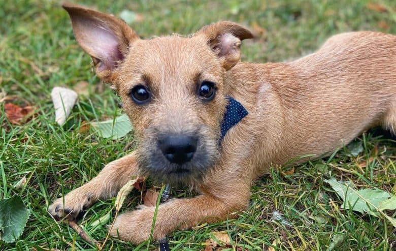 Dachshund and Cairn Terrier mix dog lying outside