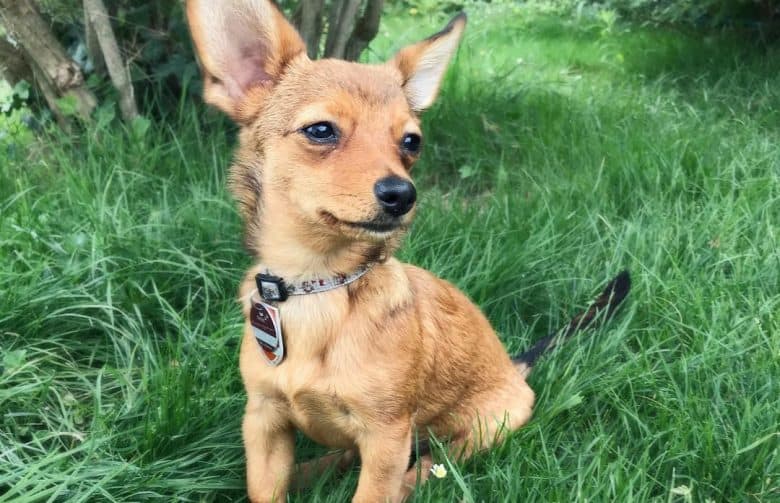 Dachshund and Chihuahua mix dog sitting on the grass