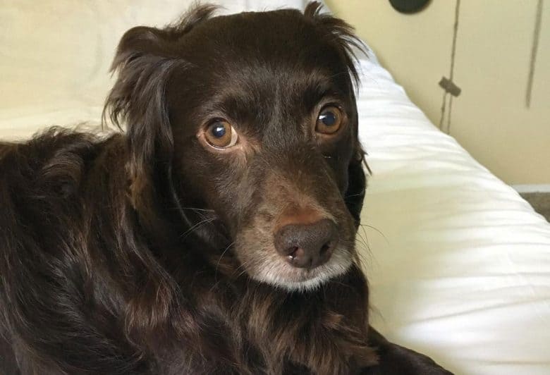 Dachshund and Cocker Spaniel mix dog portrait