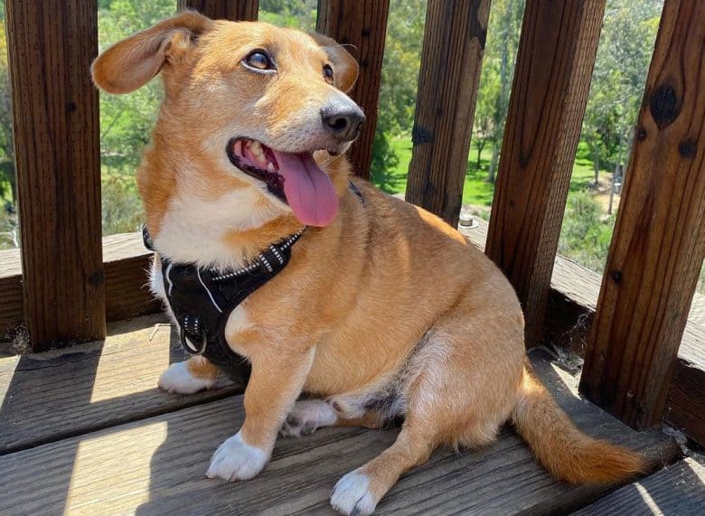 Dachshund and Corgi mix dog sitting on the balcony