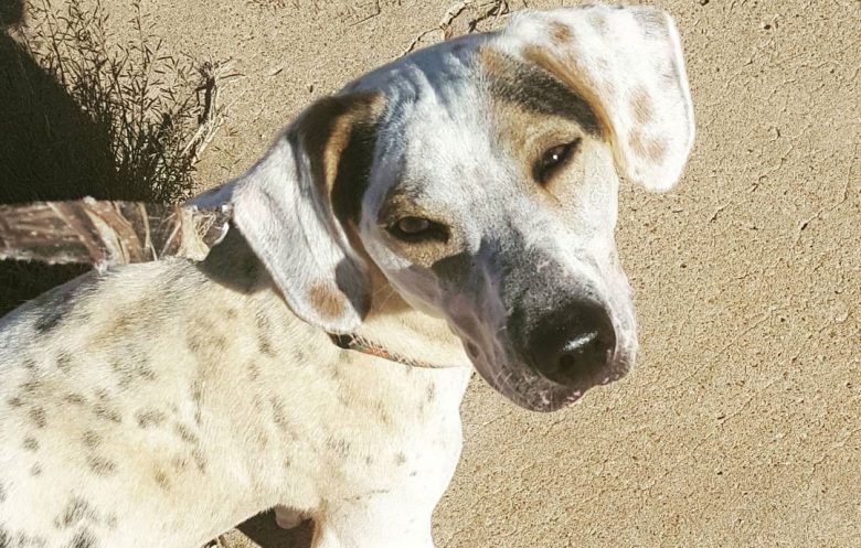 Dachshund and Dalmatian mix dog portrait