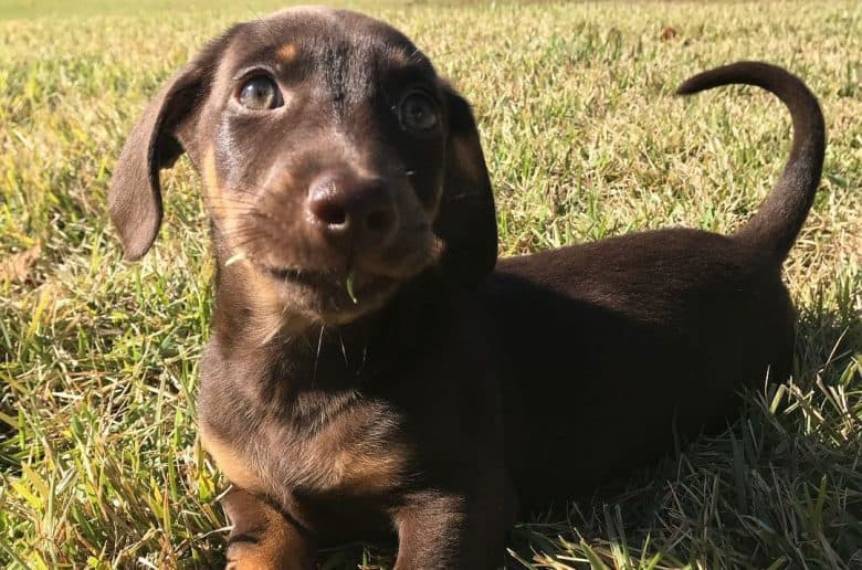 Dachshund and Doberman mix dog lying on the grass in a sunny day